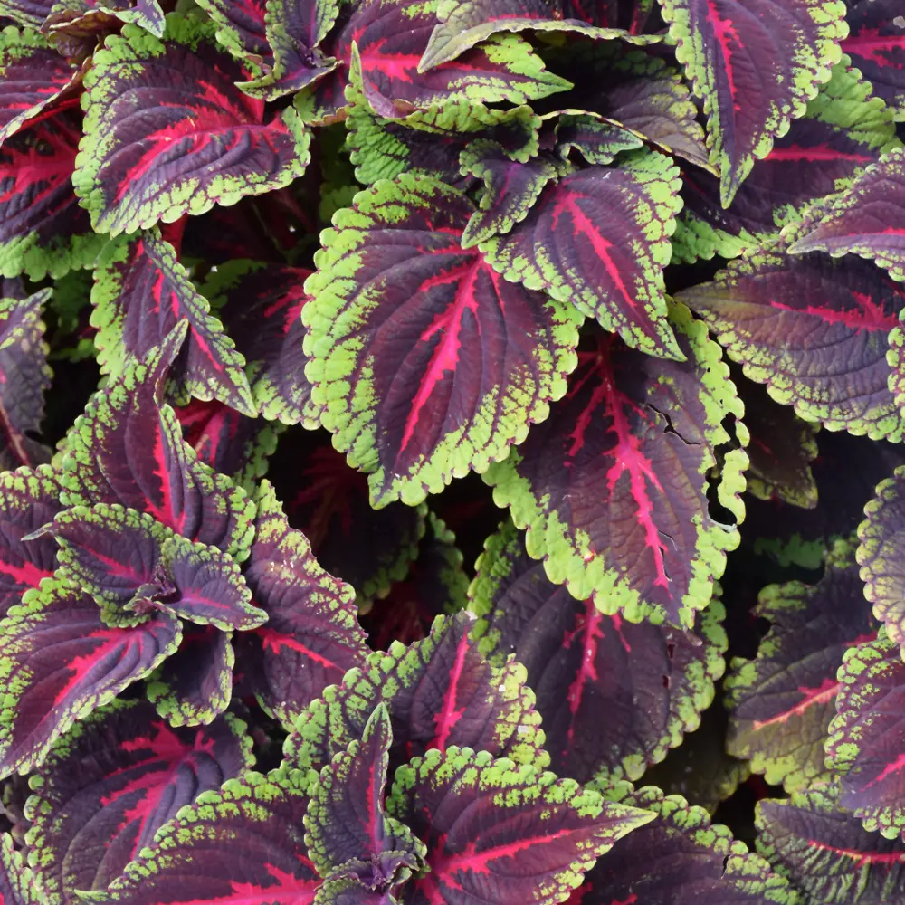Coleus Colorblaze Torchlight #1 Annual