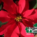 Poinsettia
