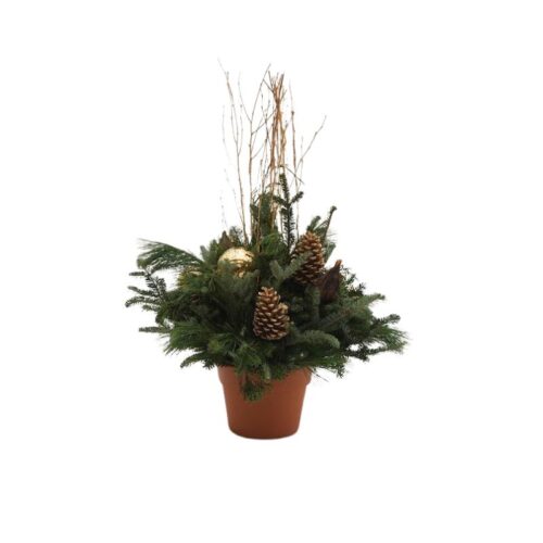 Golden Jubilee Evergreen Container Garden