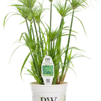 Container Role Thriller English Gardens