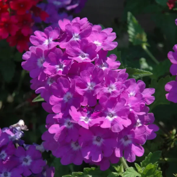 Superbena Violet Ice PW Grande