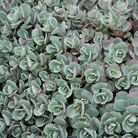 Japanese Stonecrop #1 gallon pot