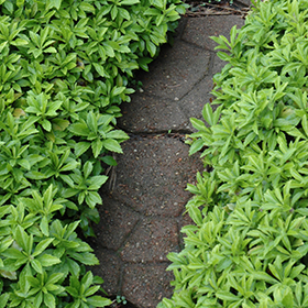 Green Carpet Japanese Spurge super 6-pack tray