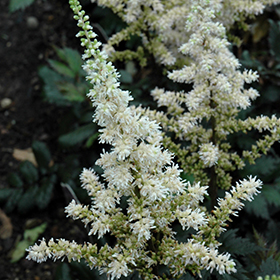Visions in White Chinese Astilbe #2 gallon pot