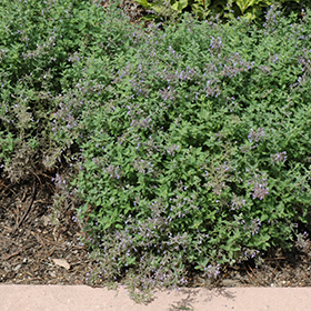 Junior Walker Catmint #1 gallon pot