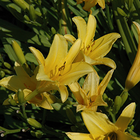 The Jury's Out Daylily #2 gallon pot