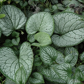 Sea Heart Bugloss #1 gallon pot