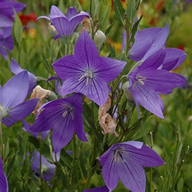 Fuji Blue Balloon Flower #1.5 gallon pot