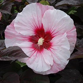 Summerific Perfect Storm Hibiscus #3 gallon pot - Proven Winners