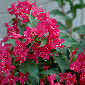 Sonic Bloom Red Reblooming Weigela #1.5 gallon pot - Proven Winners