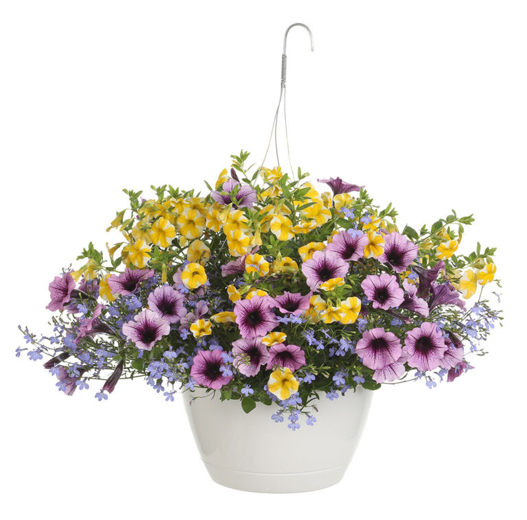 Get Proven Winners Bahama Beach Combination Hanging Basket in MI at