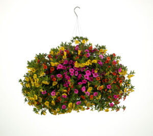Proven Winners Candyland Combination Hanging Basket