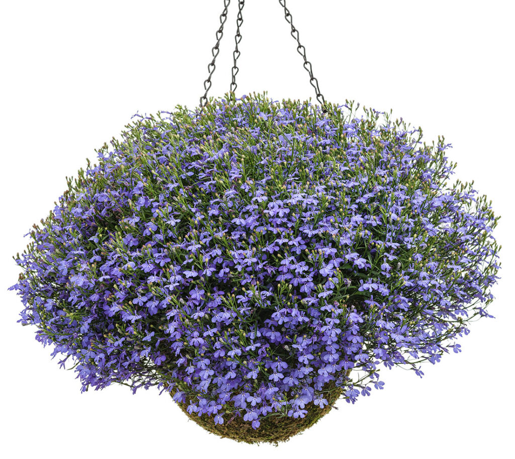 Get Proven Winners Laguna Sky Lobelia Hanging Basket in MI at English