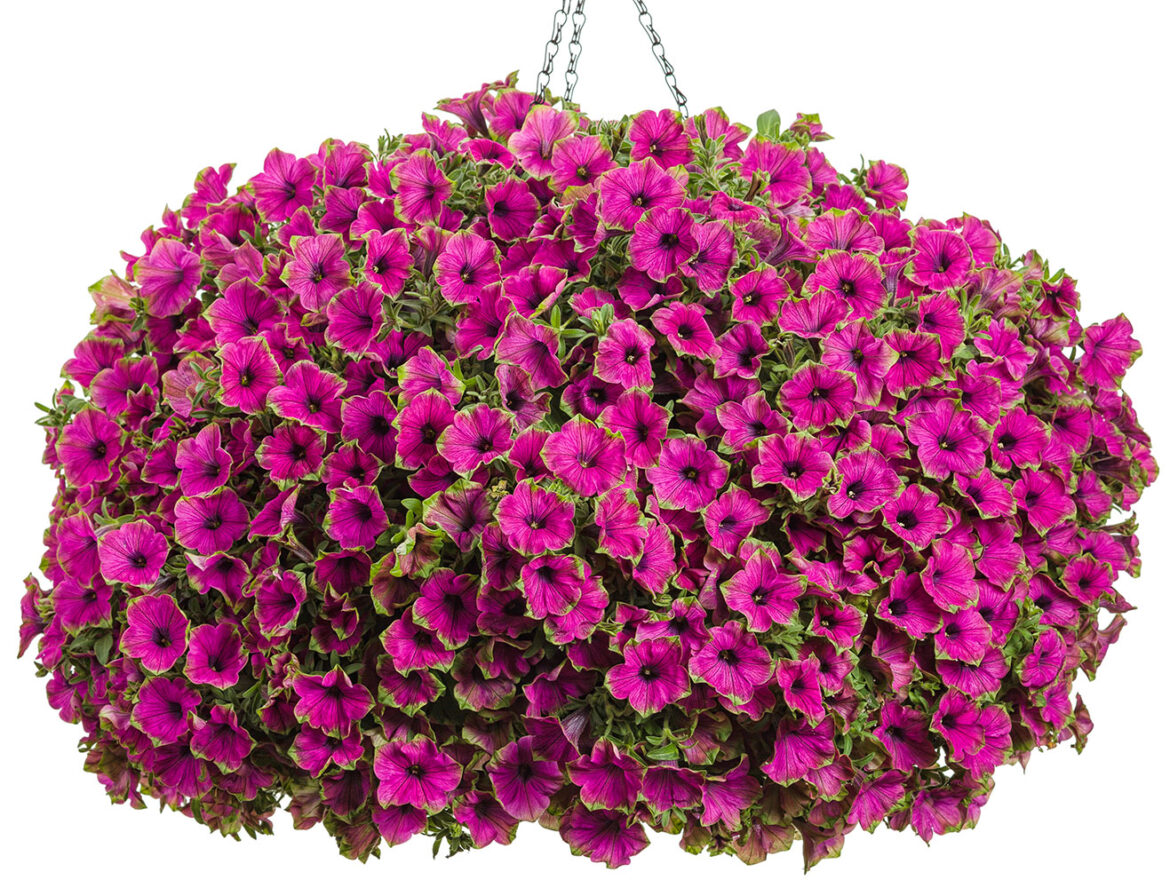 Get Proven Winners Picasso in Purple Supertunia Petunia Hanging Basket