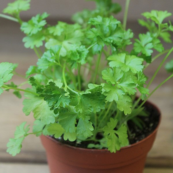 Grow Herbs Indoors