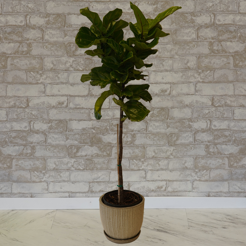 Kalóz szórakoztatás vonatkozik fiddle fig tree Pebish Diplomata híres