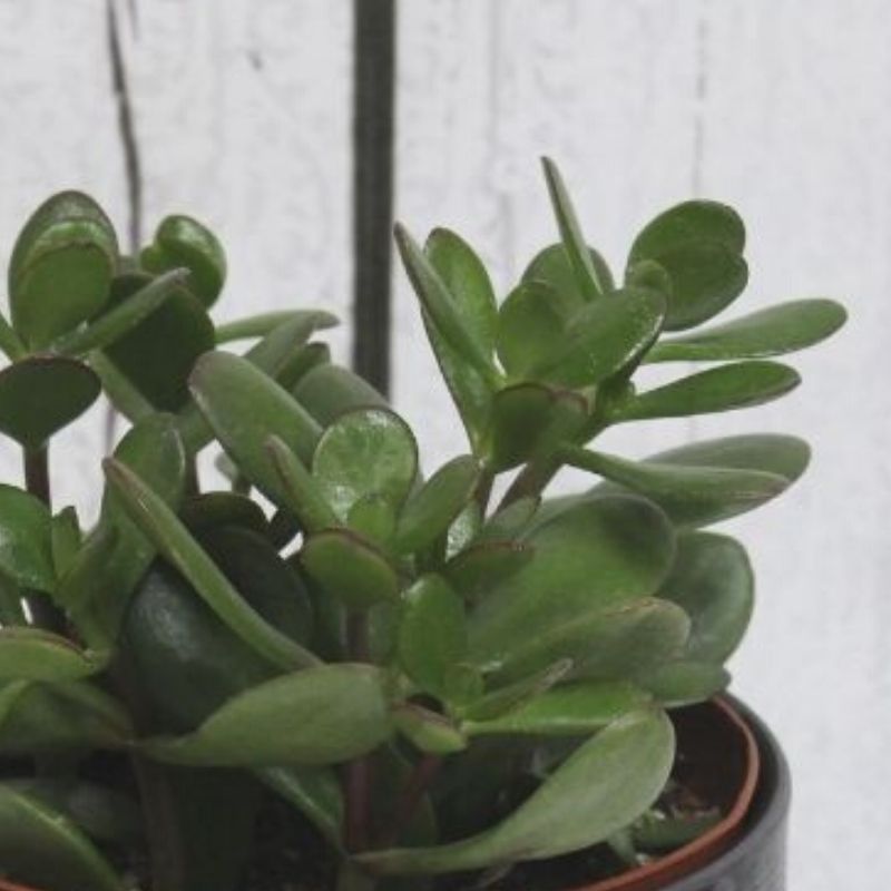 Get Jade Plant, Assorted Sizes in MI at English Gardens Nurseries