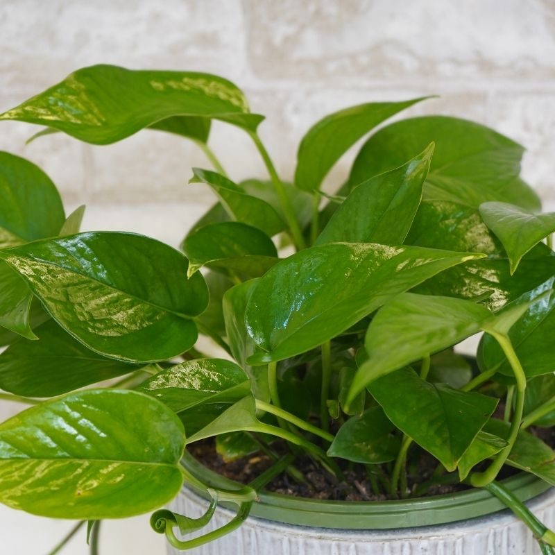 Get Jade Pothos, Assorted Sizes in MI at English Gardens Nurseries