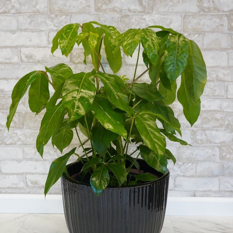 Schefflera Amate, Assorted Sizes