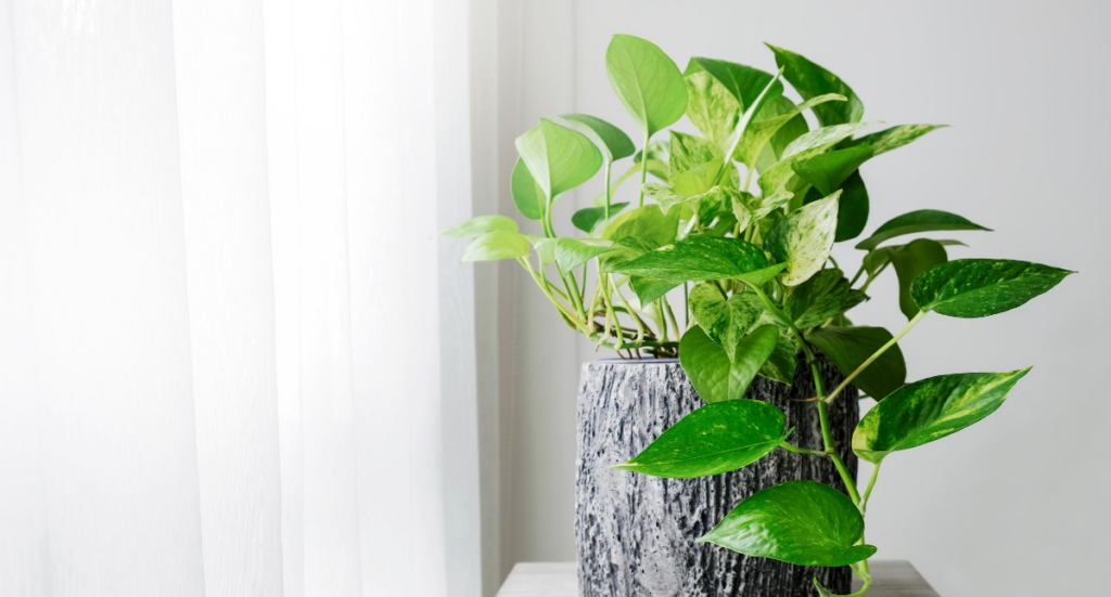 House Plants for Healthy Living: August