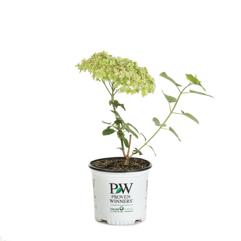 Get Incrediball Blush Smooth Hydrangea 1.5 gallon pot Proven Winners