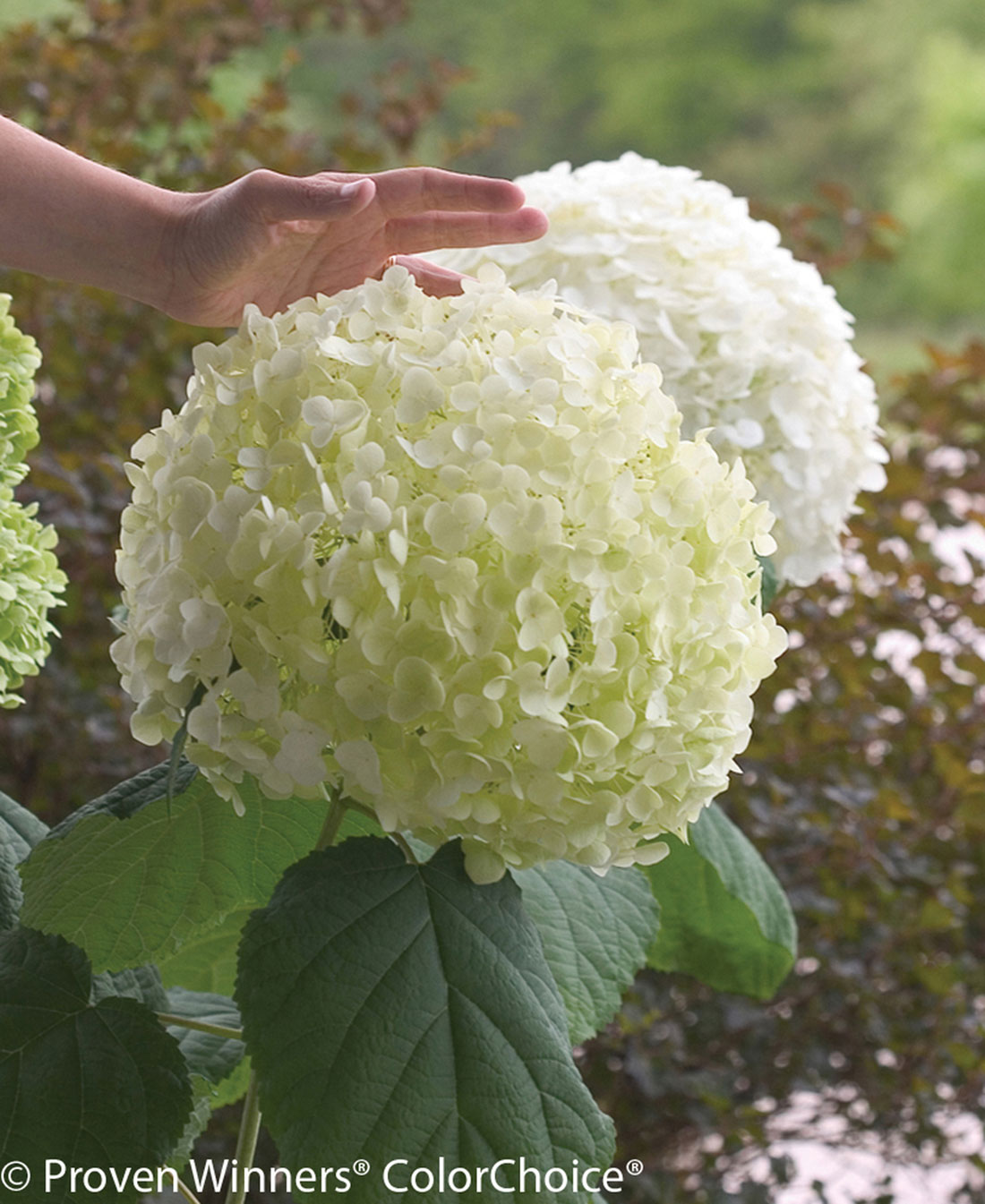 Proven Winners Hydrangea Incrediball 1 English Gardens