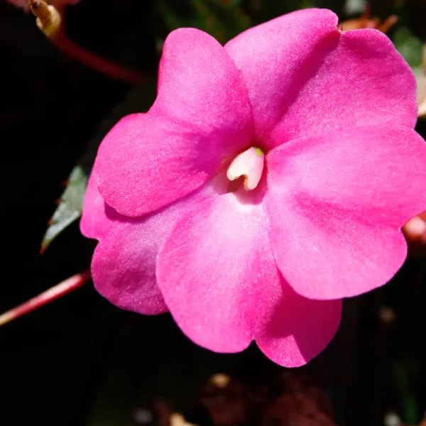 Sunpatiens Compact Hot Pink #1 Annual