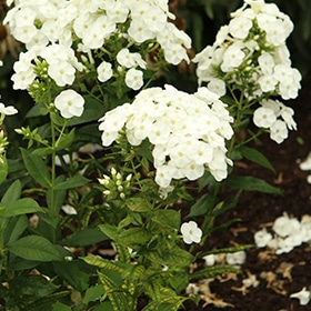 Luminary Backlight Garden Phlox #1.5 gallon pot - Proven Winners
