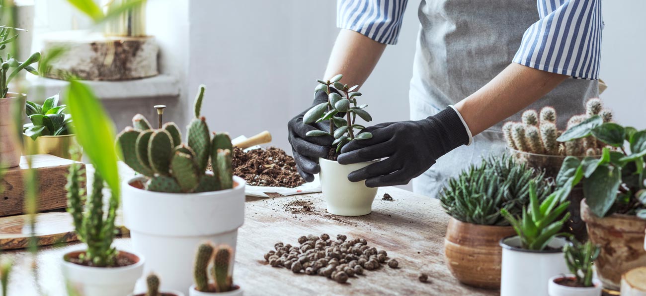 Indoor Soils & Amendments English Gardens