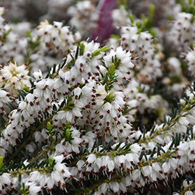 Mediterranean White Heath #3 gallon pot