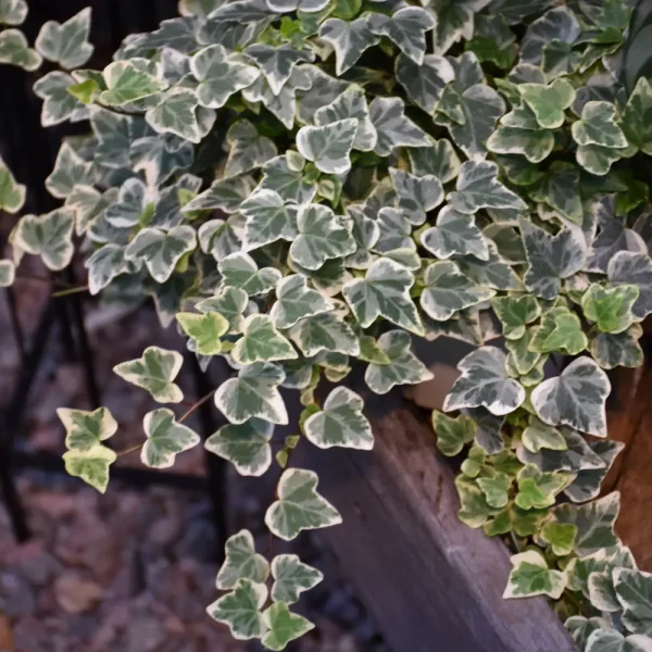 Glacier Variegated Ivy