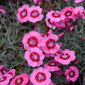 Star Single Peppermint Star Pinks #1 gallon pot