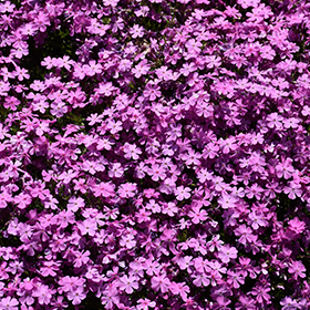 Emerald Pink Moss Phlox super 6-pack tray