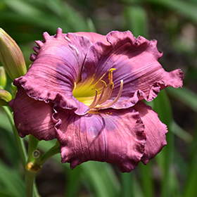Lavender Blue Baby Daylily #2 gallon pot