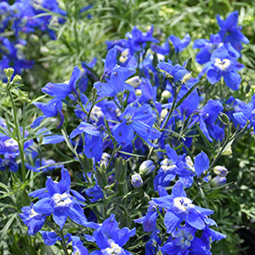 Summer Cloud Delphinium #1 gallon pot