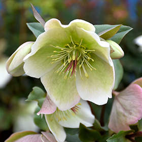Molly's White Hellebore #1 gallon pot