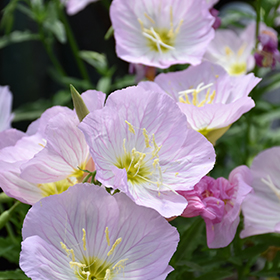 Siskiyou Mexican Evening Primrose #1 gallon pot