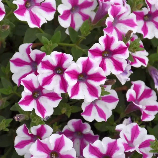 Supertunia Lovie Dovie PW Grande