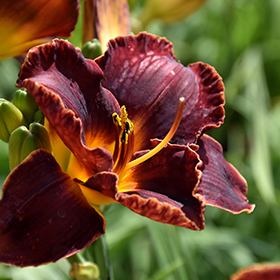 Night Embers Daylily #2 gallon pot