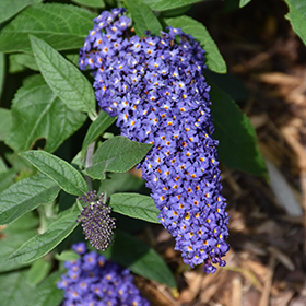 Pugster Blue Butterfly Bush #1.5 gallon pot - Proven Winners