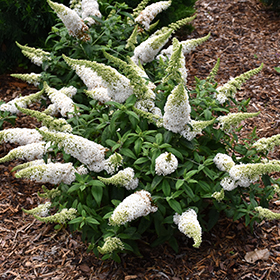 Pugster White Butterfly Bush #1.5 gallon pot - Proven Winners