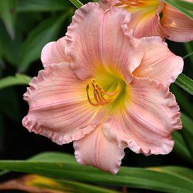 Jolyene Nichole Daylily #1 gallon pot