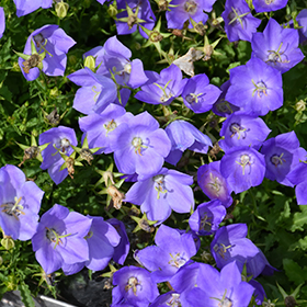 Rapido Blue Bellflower #1 gallon pot