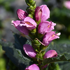 Tiny Tortuga Turtlehead #1 gallon pot