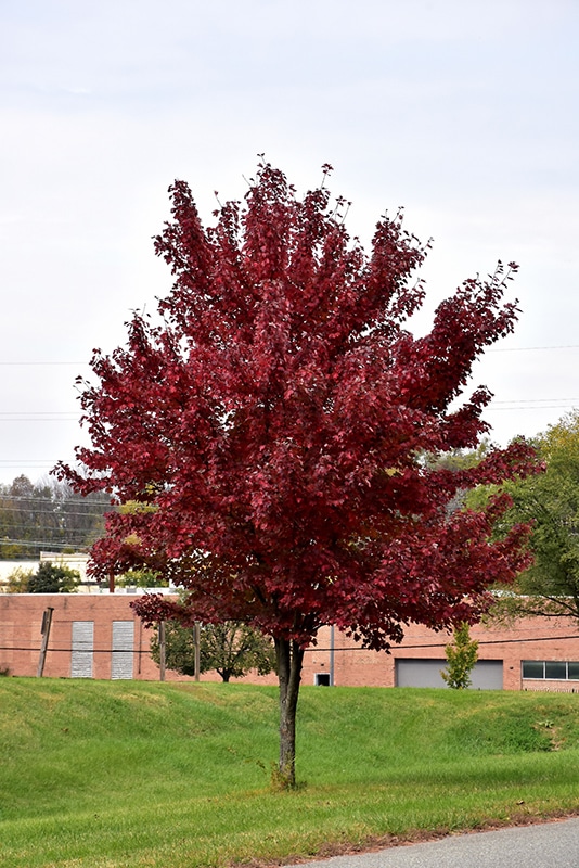 Get Brandywine Red Maple In Mi At English Gardens Nurseries Serving Clinton Township Dearborn Heights Eastpointe Royal Oak West Bloomfield And The Plymouth Ann Arbor Michigan Areas