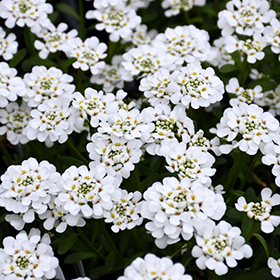 Purity Candytuft #1 gallon pot