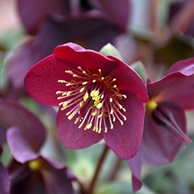 HGC Ice N' Roses Red Hellebore #1 gallon pot