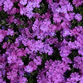 Spring Purple Moss Phlox #1 gallon pot