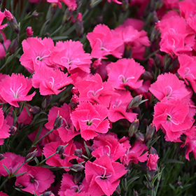 Vivid Bright Light Pinks #1 gallon pot