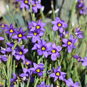 Lucerne Blue-Eyed Grass #1 gallon pot